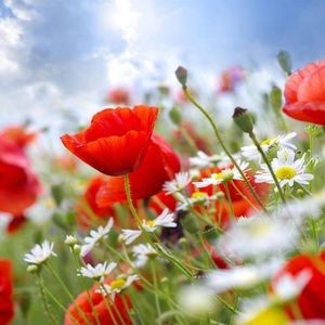 Meet your Posher, Marianna